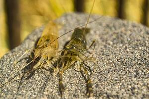 le crevettes sur le pierre. photo