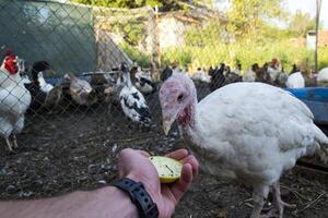 le dindes dans une poule maison. le oiseau cultiver. photo