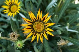 gazania fleur macro tir. photo