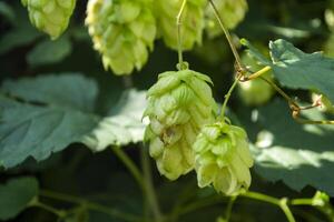 Frais cônes de saut sur le des buissons. le le houblon champ. photo