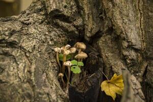 le champignons près arbre. macro tir. photo