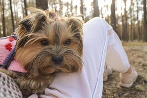 une Yorkshire terrier se détend sur le les filles pieds dans le forêt. photo