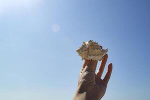 le magnifique coquillage dans main, contre une bleu ciel Contexte. photo