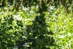 épineux cannabis proche en haut. photo