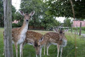 Jeune cerfs dans le cultiver. campagne vie. photo