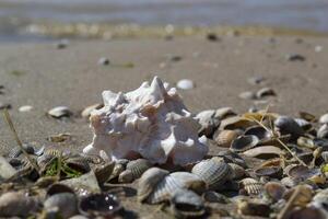 magnifique coquillage sur le le sable de le plage. mollusque coquille. photo