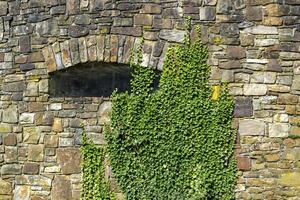 vieux pierre mur avec vert lierre. photo