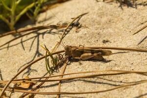 le sauterelle sur le sable. macro tir. photo