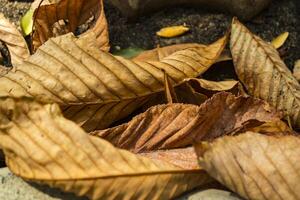 le sec feuilles, proche en haut. photo