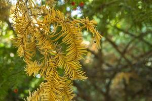 le sec branche de sapin. macro tir. photo