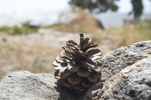 le pomme de pin sur le pierre. macro tir. photo