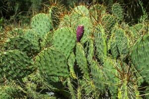 cactus champ proche en haut. photo