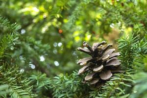 le pomme de pin sur le arbre, proche en haut. photo