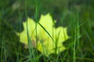 le vert herbe contre érable feuille Contexte. le révolution de saisons. photo