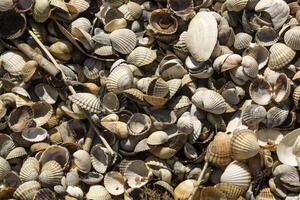 le coquillages sur le le sable de le côte. proche en haut. photo