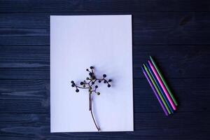 blanc papier, multicolore des crayons et branche de sauvage raisin. photo