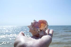 le magnifique coquillage dans main, contre une bleu ciel Contexte. photo