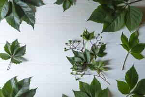 le Cadre de vert feuilles sur une blanc en bois Contexte. photo