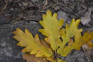le Jaune feuilles de un chêne arbre. déchue feuilles. chêne feuilles sur le sol. photo