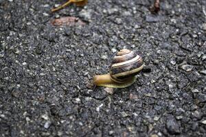 escargot rampant sur asphalte après pluie. sauvage la nature proche en haut. photo
