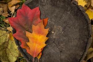 une magnifique chêne feuille sur le souche. l'automne Contexte avec copie espace. photo