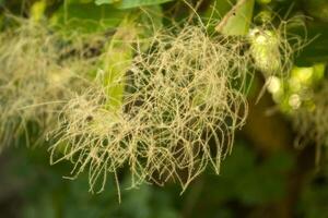 le vert feuilles macro tir. photo