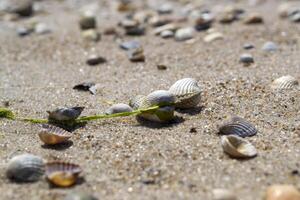 le coquillages sur le le sable de le côte. proche en haut. photo