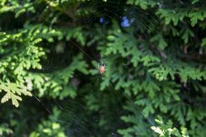 un arachnide est assis sur une araignée la toile. photo