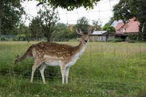 une Jeune cerf derrière barres. proche en haut. photo