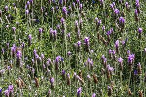 une champ de lavandula angustifolia lavande violet fleurs photo