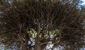 une arbre avec beaucoup branches photo