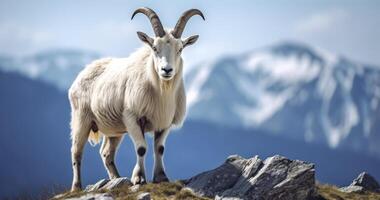 ai généré une fougueux Montagne chèvre réclamations le pierre enclaves de le tatras comme Accueil photo