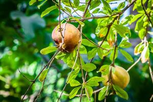 mûr coloré Grenade fruit sur arbre branche. le feuillage sur le Contexte photo