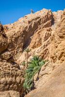 Montagne oasis tamerza dans Tunisie près le frontière avec Algérie. photo