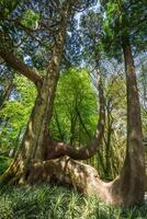 jardin de Eden jardin situé dans Sintra, le Portugal photo