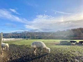 vue paysage de moutons dans une ferme photo