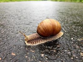 gros escargot en coquille rampant sur route mouillée dépêchez-vous à la maison photo