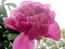 la photo colorée montre une pivoine fleurie avec des feuilles