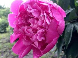 la photo colorée montre une pivoine fleurie avec des feuilles