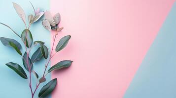 ai généré eucalyptus branche sur pastel bleu et rose Contexte photo