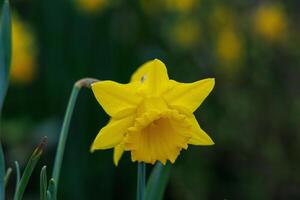 le printemps en westphalie photo