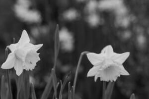 le printemps en westphalie photo