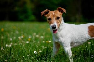 mignonne chien en marchant à vert herbe. jack Russell terrier portrait en plein air photo