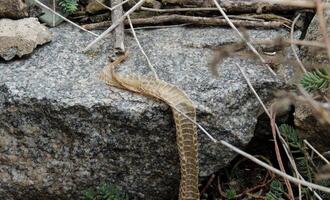 mue serpent peau sur une pierre dans la nature conditions photo