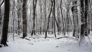 ai généré tranquille scène de une neigeux forêt avec givré branches photo