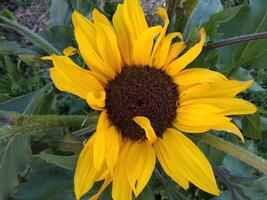 fermer de une tournesol croissance dans une champ de tournesols photo