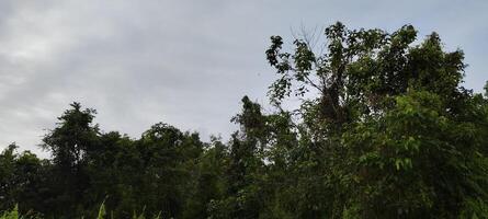 Matin atmosphère dans le jungle avec clair ciel photo