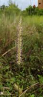 imperata cylindrica sauvage mauvaises herbes pour ornement photo