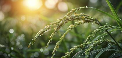 ai généré biologique riz agriculture, sélectif concentrer sur oreille de riz dans luxuriant vert paddy champ, reflétant le beauté de plante cultivation dans Asie. photo