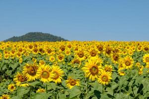 une épanouissement tournesol champ situé sur le colline. photo